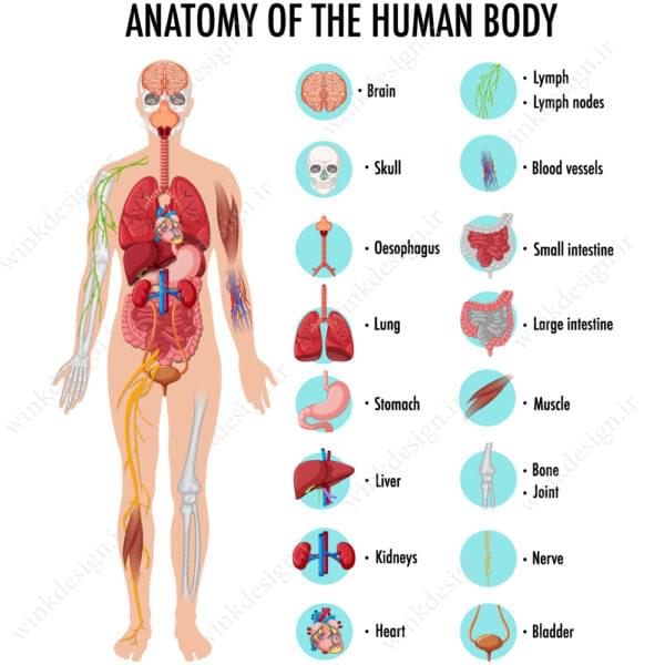 وکتور آناتومی اندام‌های بدن