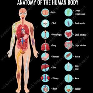وکتور آناتومی اندام‌های بدن