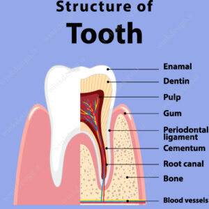 وکتور آناتومی دندان