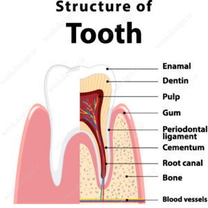 وکتور آناتومی دندان